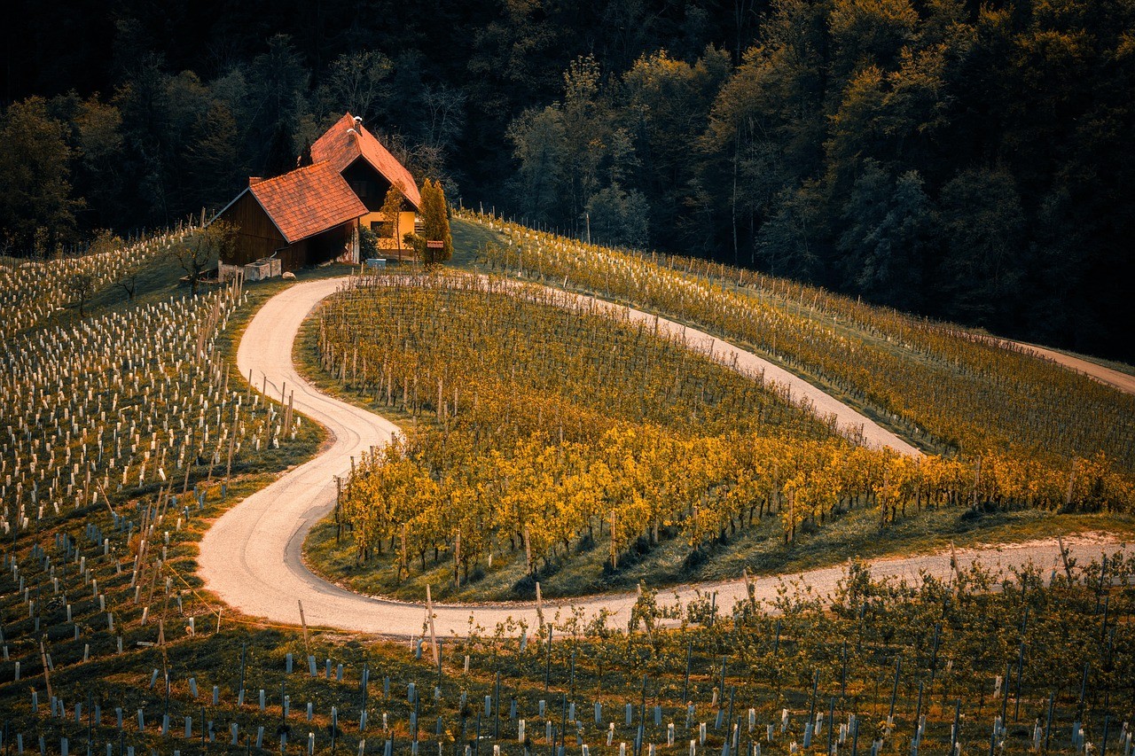 Vigne coeur